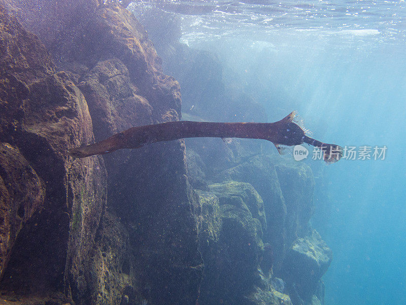 La Palma, Playa de los canajos的喇叭鱼(Aulostomus maculatus)， Cumbre Vieja火山爆发造成的浑浊的水，以及水中存在的火山灰。